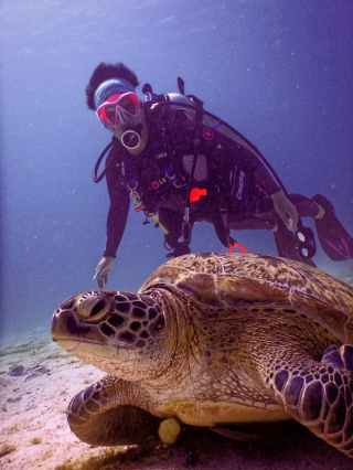 scubadiver near brown turtle